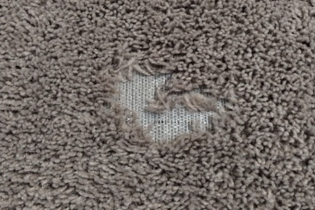 Pet carpet damage repair — before