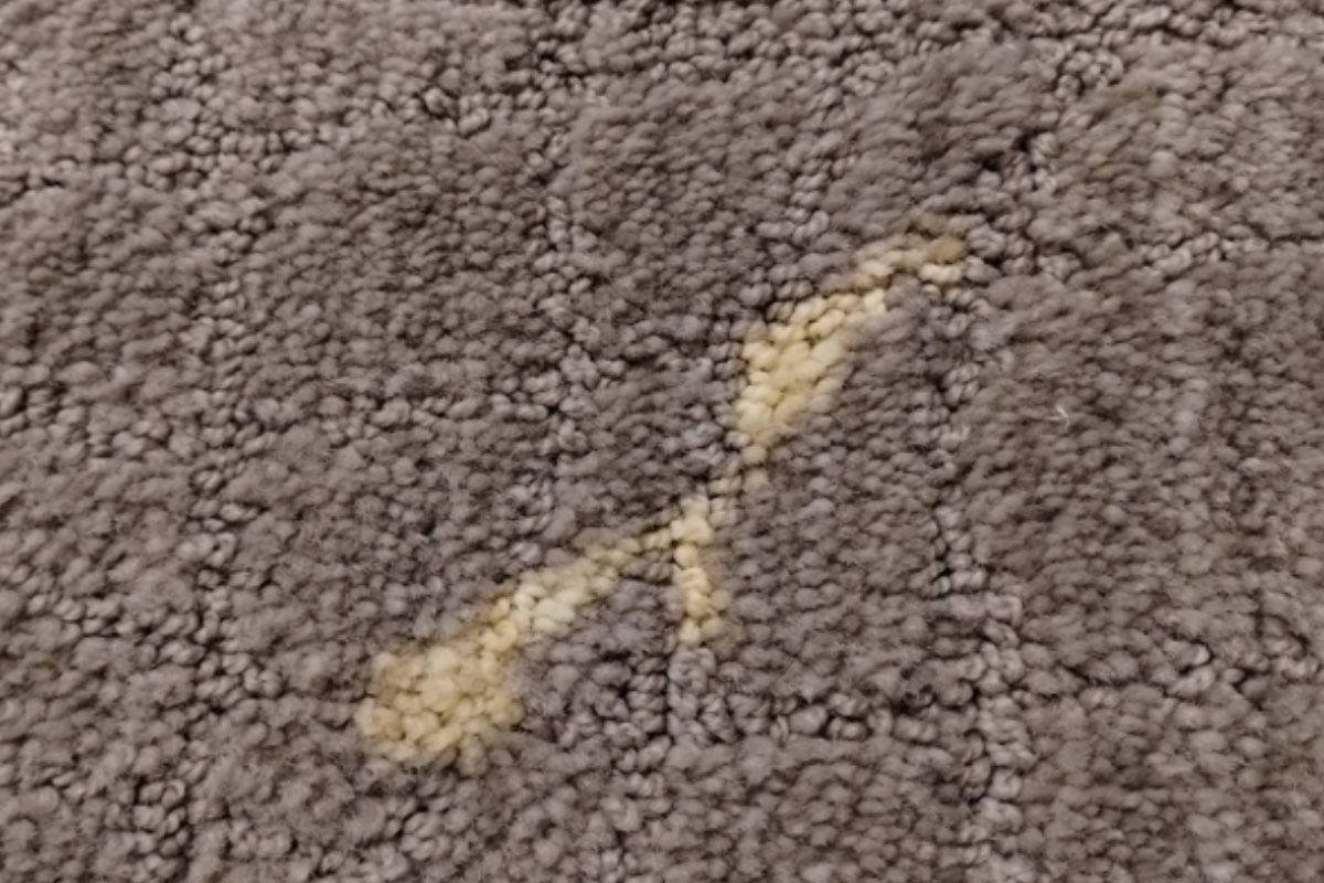 Pet carpet damage repair — before