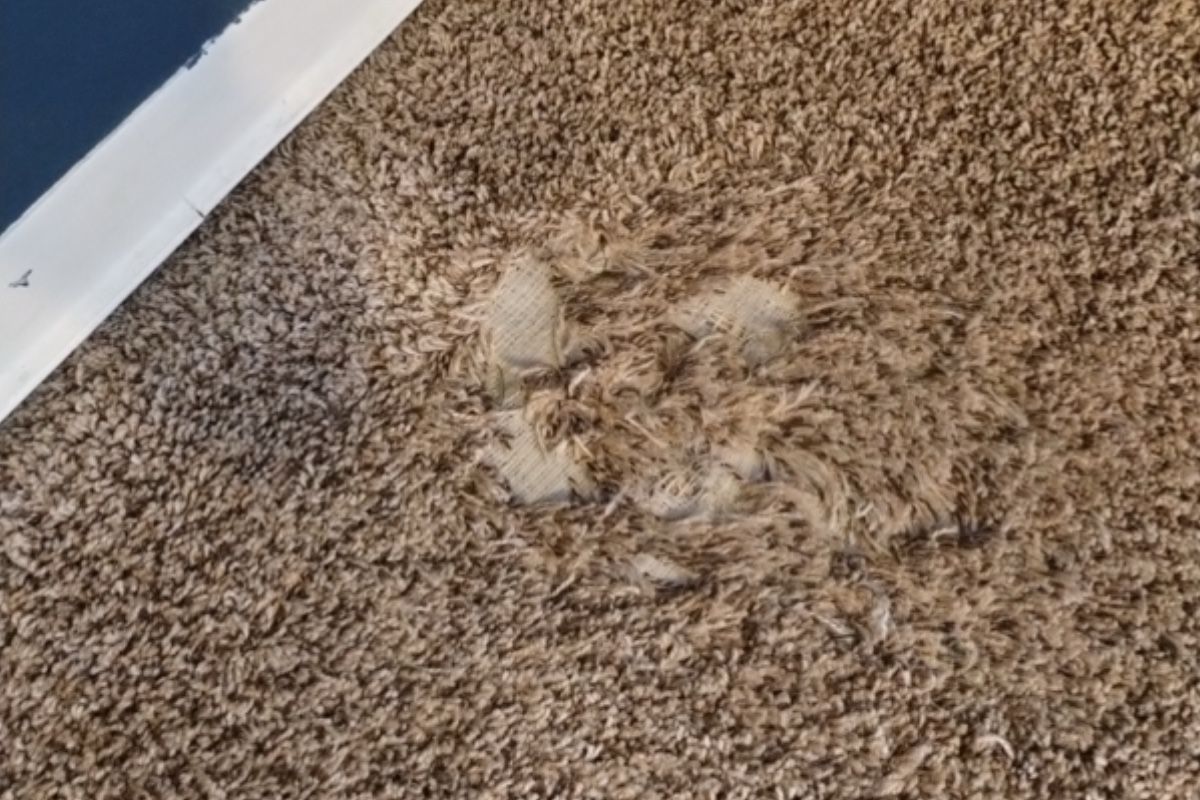 Pet carpet damage repair — before