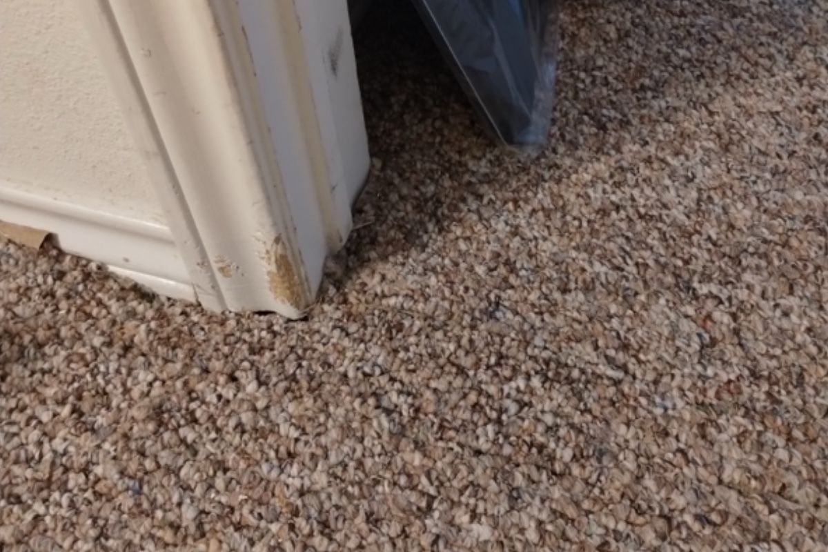 Pet carpet damage repair — after