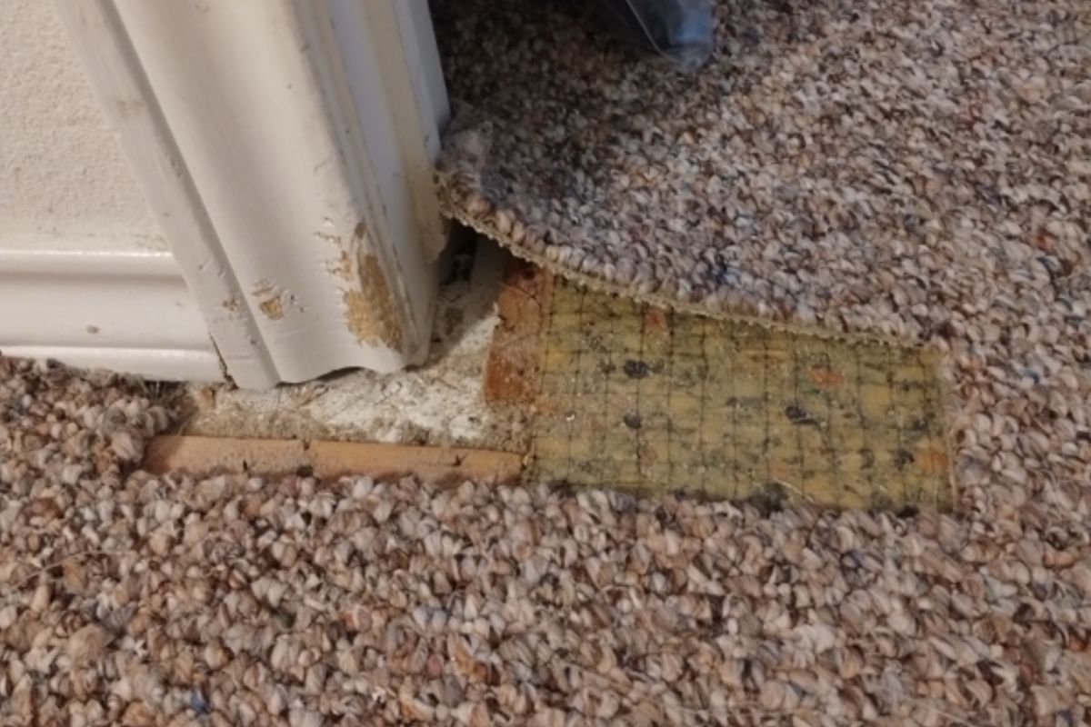 Pet carpet damage repair — before