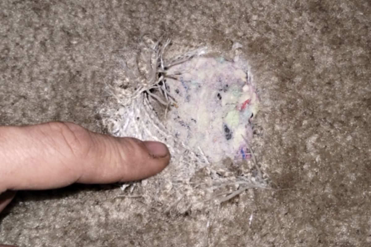 Pet carpet damage repair — before