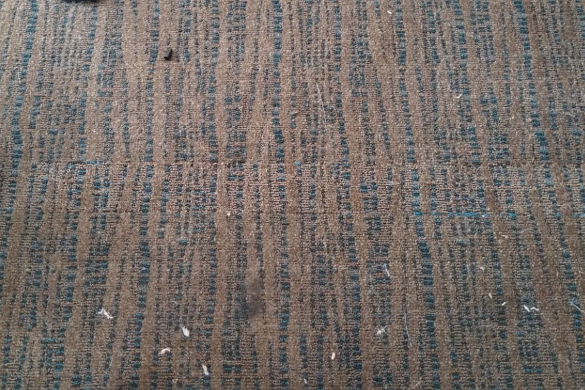 Pet carpet damage repair — after