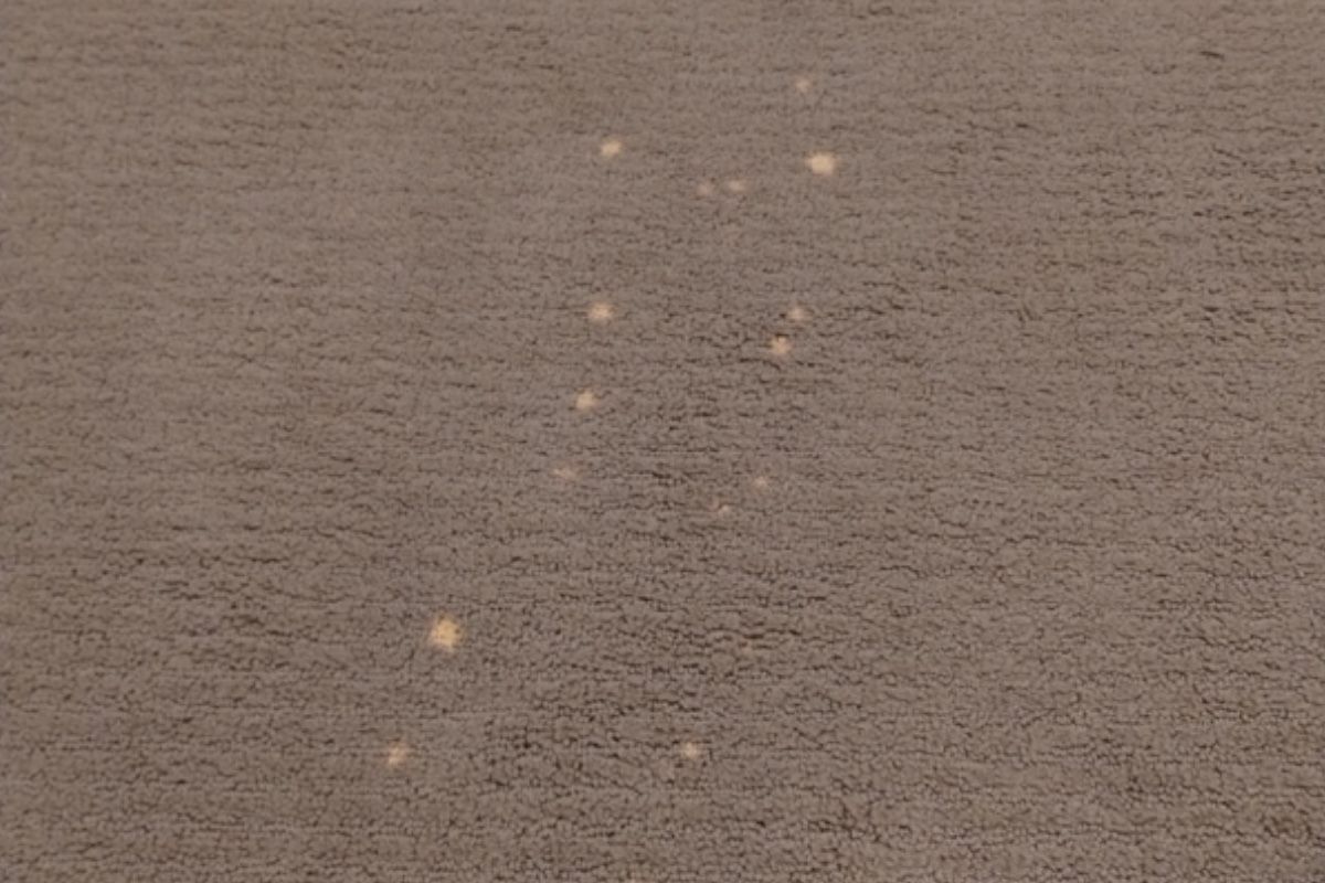 Pet carpet damage repair — before
