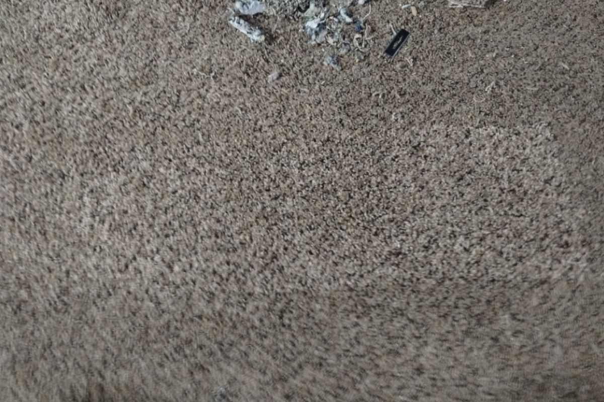 Pet carpet damage repair — after