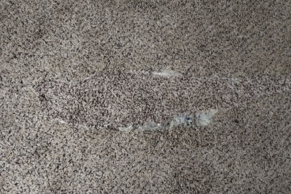 Pet carpet damage repair — before