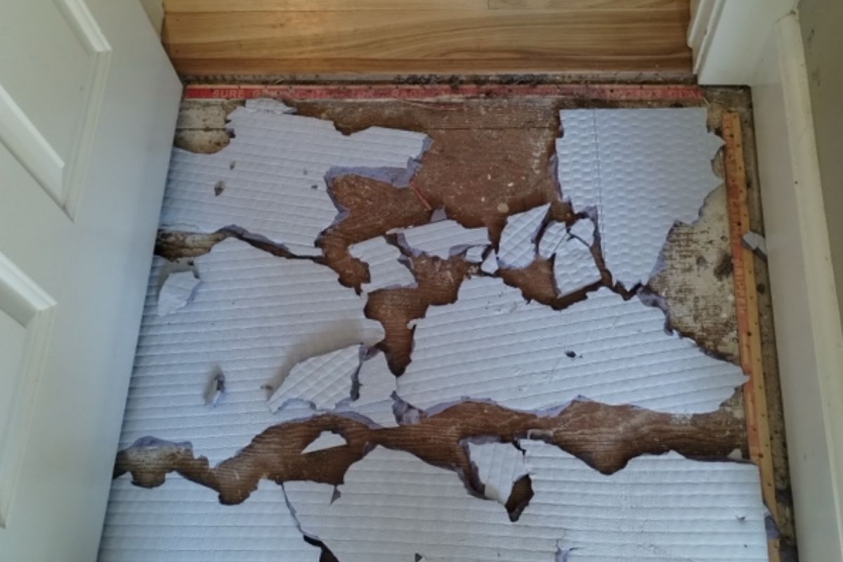 Pet carpet damage repair — before