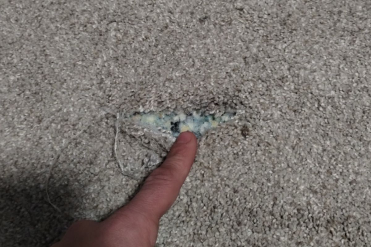 Pet carpet damage repair — before