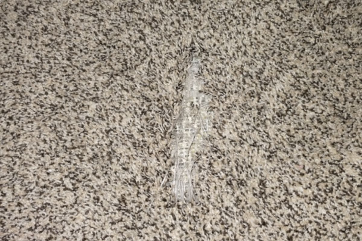 Pet carpet damage repair — before