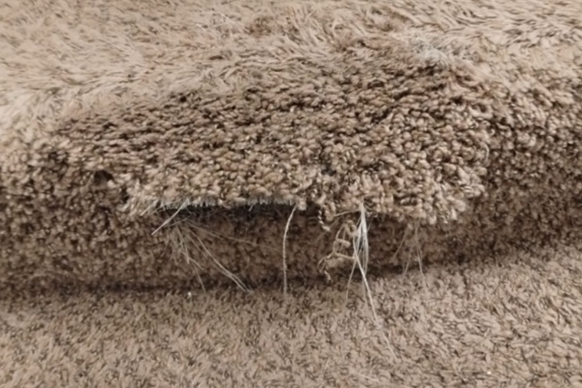 Pet carpet damage repair — before