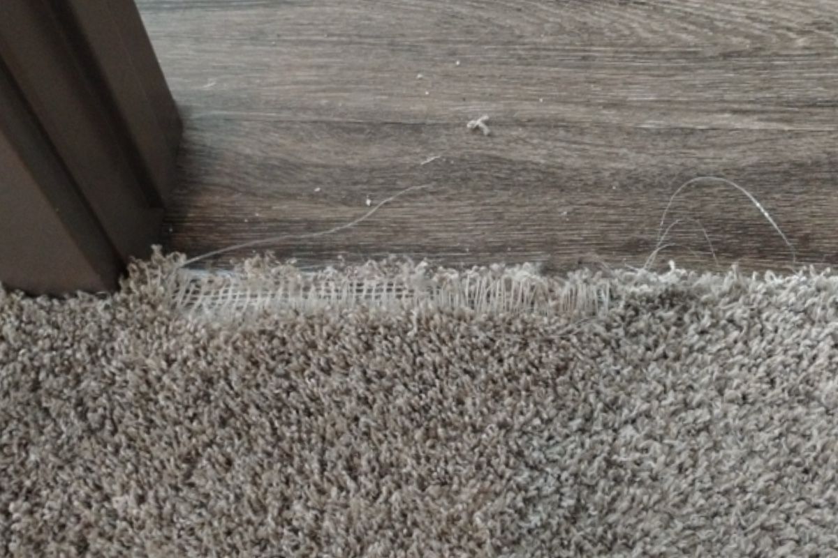 Pet carpet damage repair — before