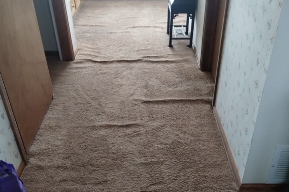 Pet carpet damage repair — before