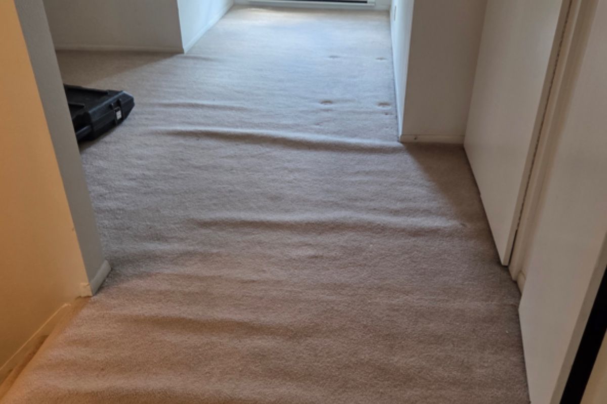 Pet carpet damage repair — before