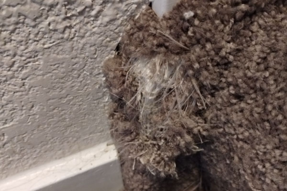 Stair carpet repair — before