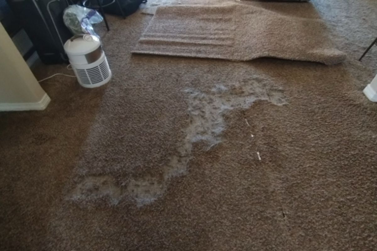 Pet carpet damage repair — before
